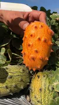 发现一个奇怪的水果