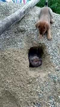 可怜的鼠被狗埋了
