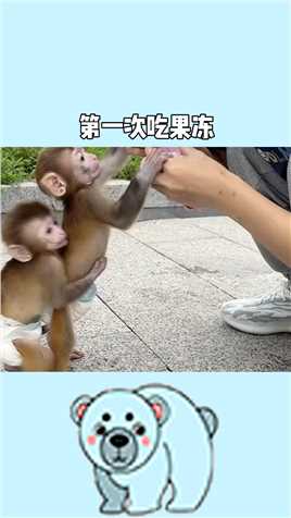 第一次吃果冻的猴子#百万视友赐神评 