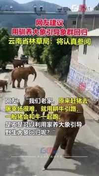 截至6月9日17时，云南北迁亚洲象群持续在玉溪市活动。网友建议用驯养大象引导象群回归。