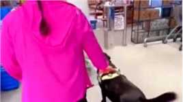 一超市内禁止导盲犬进入，路人纷纷暖心发声，真是太感人了！