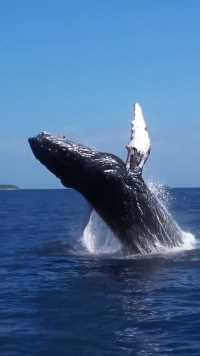 深海座头鲸瞬间跃出水面，重达156吨，场面十分壮观，遇见的幸运一生！