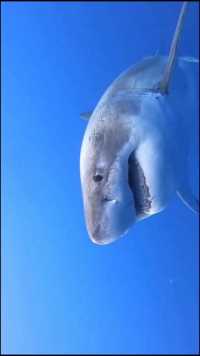  给你们分享神秘的海底世界，水下机器人拍摄大白鲨，场面十分震撼，拍摄不易能点个赞吗？
