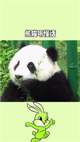 熊猫听懂四川话系列