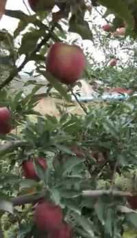 新鲜苹果🍎自家采摘园的无公害水果！有需要的联系我！