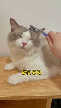 听说用牙刷刷小猫咪额头会让它想起妈妈？没想到是真的！