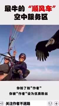 见过最牛的搭顺风车！美洲鹫搭上滑翔伞！这就是高空休息区吧！