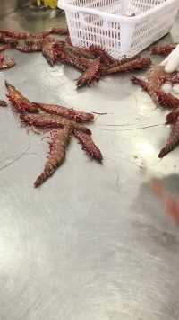海捕大虾，一斤5到6头，有知道这种是什么虾的老铁吗？  