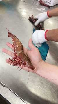 手掌大的斑节虾，虾中爱马仕，一斤5到6头，想吃的关注我吧  