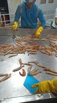 生猛大虾挑选过程，新鲜海捕上岸，有知道这种是什么虾的老铁吗？评论区告诉我一下。  