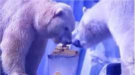 北极熊端午节吃上专属“粽子”，外加夏日“棒冰”，现场画面曝光！