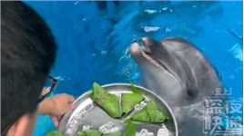 成都海昌极地海洋公园的白鲸海豚吃粽子过端午，小粽子还不要，只吃10斤重