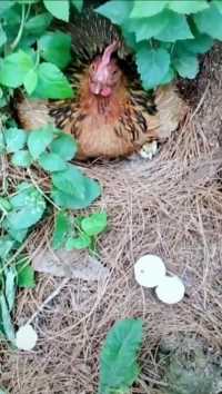 有妈妈的小鸡最幸福了，比机器孵化的可爱多了。