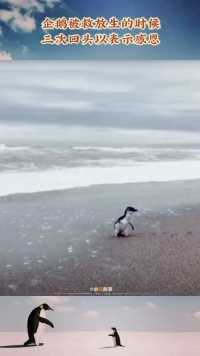 茫茫大海，小企鹅就这样孤零零的走了去……没人知道它的结局