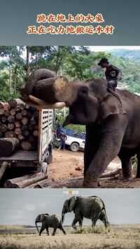 跪在地上的大象，正在吃力地搬运木材😓😓