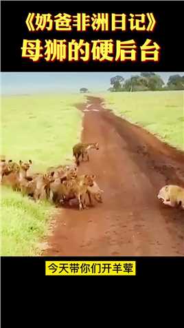 落单母狮被鬣狗群包围但能救母狮的真大腿竟然不是雄狮
