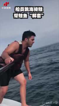 一名外国船员解救鲸鱼的视频在网络走红。一条鲸鱼身上缠着绳子，一名船员跳海骑在鲸鱼背上，帮忙割断了绳子。