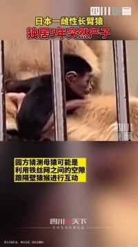 近日，日本动物园独居5年母长臂猿突然产子，由于长期被单独关在笼子内，孩子生父身份成谜，医护人员正验DNA找寻
