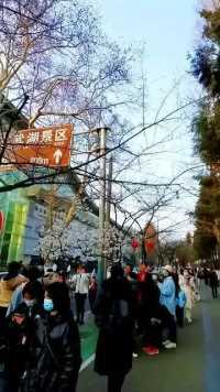 南京鸡鸣寺的“消息树”开花了，意味着南京最美樱花季就要来了
