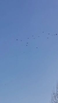 一群喜鹊追鹰