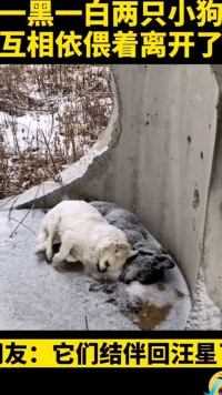 雪中一黑一白两只小狗互相依偎着