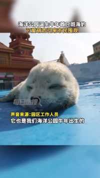 2月24日上海，海洋公园诞生牛年首只斑海豹，可爱萌态引来市民围观