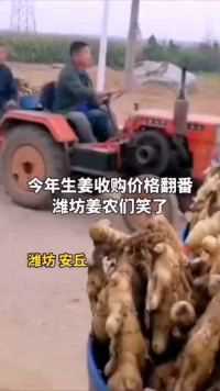 今年生姜收购价格翻番，潍坊姜农们笑了