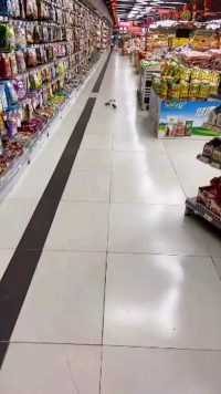 男子逛超市发现两只老鼠在打架