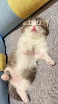 熟睡中的小奶猫：躺赢就是这么来的吧？！
