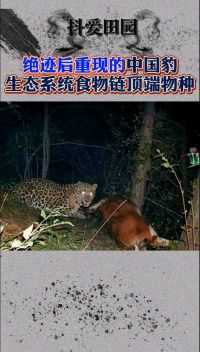 中国豹 食物链最顶端王者归来 一跃可达6米高12米远 追猎200斤野猪，中国特有一级保护动物  