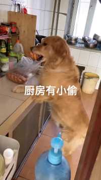 快看厨房有个偷吃麻花的大狗