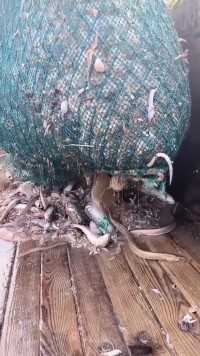 爱护环境人人有责！渔船出海打渔捞一网上来后垃圾特别多，请爱护大海！