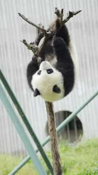 这小熊猫，你们大家看看，看着都可爱极了