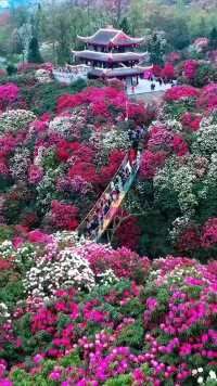 3月21，贵州百里杜鹃，花开了