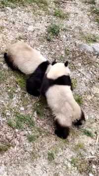 熊猫又打起来了，饲养员不敢上前