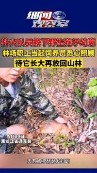 黑龙江省，狍子幼崽和“狍妈妈”走散，林场职工当起“保育员”