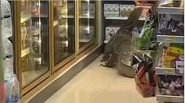 泰国一家便利店闯进一只巨蜥，爬上货架觅食，吓坏店员！