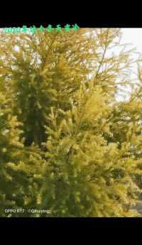 来微视，玩转互动视频。