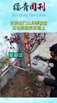 村民怕门口月季被偷，用电焊固定在墙上