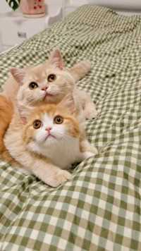 叠猫猫，双倍的可爱