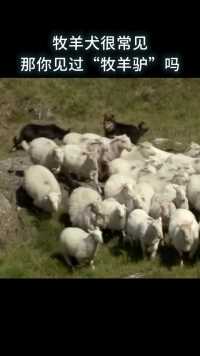 牧羊犬很常见，那你见过“牧羊驴”吗？