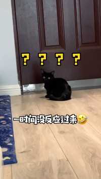我家猫到底在说什么有人帮我翻译下吗
