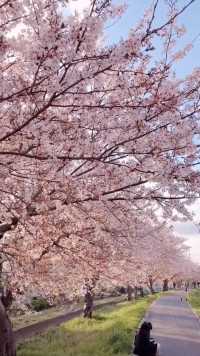 去日本看樱花！