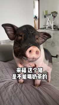 猪猪是不能喝奶茶的…哈哈