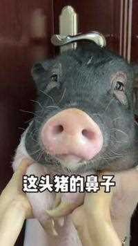 这下大家知道猪的鼻子有多可爱了吧！哈哈