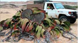 沙漠中最“长寿”的植物，仅有两片叶子，却能活到上千年！
