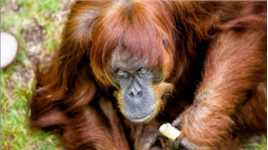 世界最老红毛猩猩62岁辞世，留下共54只后代，网友：猩生美满！