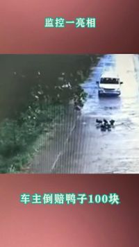 鸭子上马路上遛弯，被车撞死后，车主竟肇事逃逸