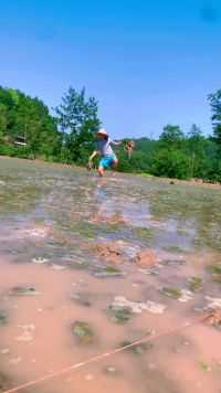 栽秧我是认真的