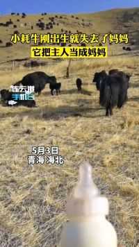 月日青海海北，这一幕太治愈！妈妈的呼唤，是世界上最动听的声音